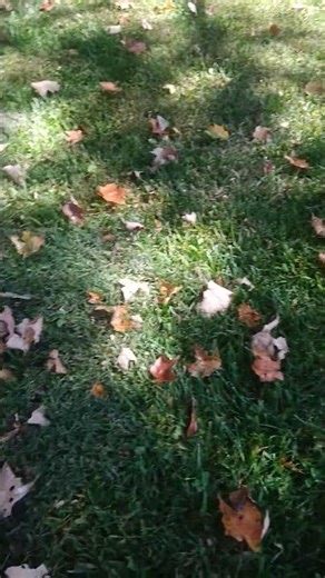 Cartwheel Challenge Yo!!! #cartwheel #cartwheelchallenge #childlike #childlikespirit #sleuthpro