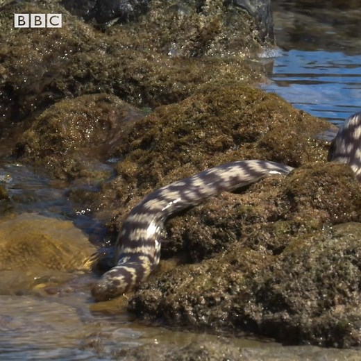 Meet the crab’s deadliest enemy — the moray eel. Watch Blue Planet II and more from BBC now streaming on discovery . Download and subscribe now: http://discoverypl.us/2X8jmak #discoveryplus | Discovery