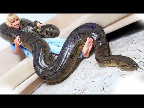Which is REALLY the biggest snake in the world?