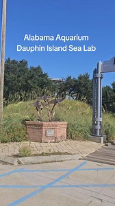 Alabama Aquarium at Dauphin Island Sea Lab. We are big fans of the Aquarium. There is something for all ages to enjoy. You can even pet a shark or ray if you feel like it. The kids lab in the Aquarium is amazing! They have lab coats, x-rays of dolphin flippers, and other equipment kids can check out. This is a great family friendly thing to do while visiting the area. #dauphinisland #alabamabeaches #gulfcoast #dauphinislandalabama #gulfshores | Gulf Coast Journeys