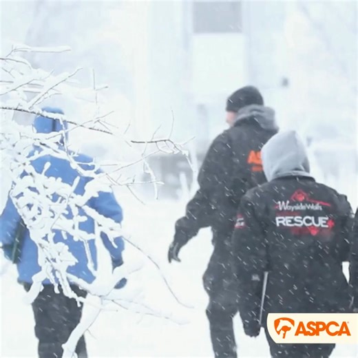 With your support, the ASPCA can rescue animals who are suffering alone in the cold and provide them with shelter, warmth, food and safety. Make a lifesaving gift today ❤️ | ASPCA