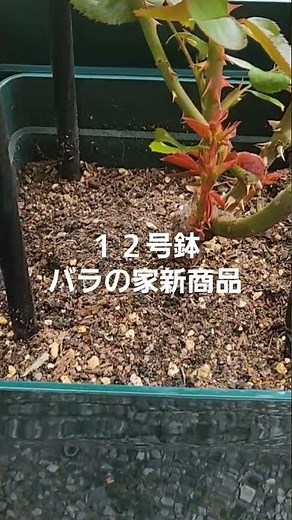 バラの家新商品 １２号鉢 大きさ比較。