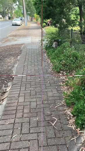 Here's me commentary on some action packed koala parkour! 🎙 #ozzymanreviews #koala #funny