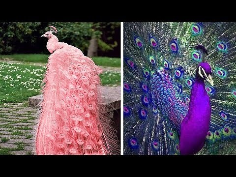 9 schönsten und exotischsten Tiere der Welt!