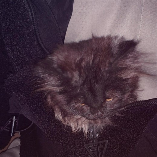 ‏#cat