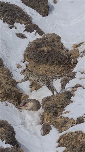 Spiti in winter is a world shaped by silence, altitude, and some of the toughest wildlife on the planet. Here’s a glimpse of what our guests can expect this Snow Leopard Photography Expedition season — the raw energy of Himalayan Ibex, the graceful power of Lammergeiers, the stealth of Red Foxes, herds of Blue Sheep on frozen ridges, and the iconic Snow Leopard navigating its high-altitude kingdom. Every season unfolds differently, and that unpredictability is what makes these expeditions so spe