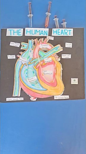 🫀 Human Heart Model