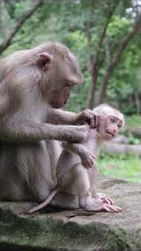 How Mom Sakani Take Cares Sama