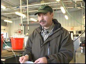 Koi Spawning Demonstration 2: Hormonal injection [CC]