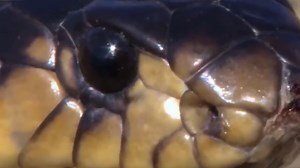 5.1K views · 117 reactions | Lion vs Giant Snake Real Fight Battles, Lion had to die when he dared to attack it | Exploring Wild Nature | Facebook