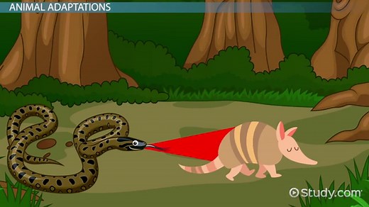 Tropical Rainforest | Animals & Adaptations