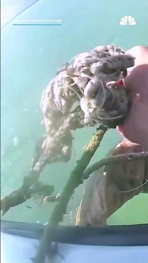 Sea turtle trapped in crab line rescued by police