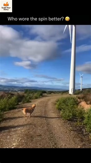 Scale Your Story Branding & Marketing on Instagram: "A windmill is a machine that converts the energy of the wind into useful work. It has large blades that rotate when the wind blows. This movement is used to produce electricity or to pump water. Windmills are one of the oldest sources of renewable energy and are now seen in many parts of the world. They do not cause pollution and help reduce the use of fossil fuels. Windmills are an excellent example of how nature can power our daily lives."