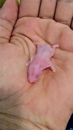 One-hour baby hamster