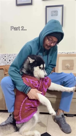 Understanding the Husky Dog Breed