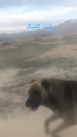 One of Afghanistan's small hands. Fore more subscribed me ❤️👍