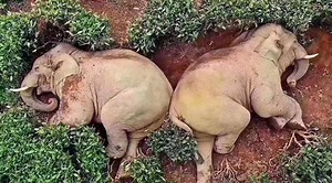 Elephants Accidentally Get Drunk On Wine, Then Nap In A Nearby Tea Garden