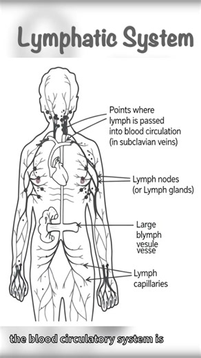 Lymphatic System