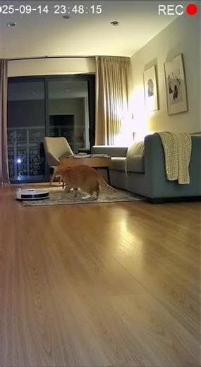 this kitten dominated this robot cleaning device, #cat #hilarious #jesus
