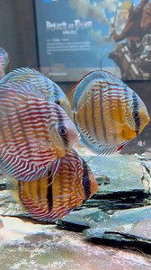 😹 my ladies | TMK Aquarist