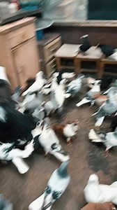 3.3K views · 73 reactions | 05374182098 yeni kuşlarımız gelmiştir | Kuscu Hamey | Facebook