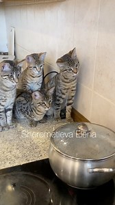 Our Savannah gang 😁😍 P.S. Don’t worry — everything is under my control ☝️🥰😍 | Olena Sheremetieva