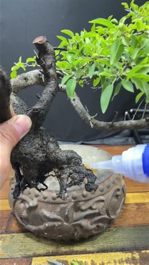 Many say cork tree planting is hard. I'll try. #bonsai #planting tips