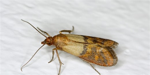 ‘I found maggots in my rice – here's how I got rid of my pantry moths’