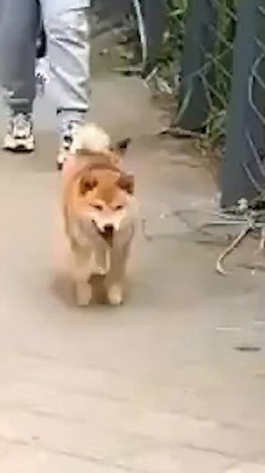 9.6K views · 90 reactions | Dog scared to pass Cat  | Autumn Ingram | Facebook