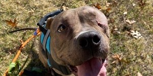 Dog set to be euthanized finds forever home thanks to pilot, stranger hundreds of miles away