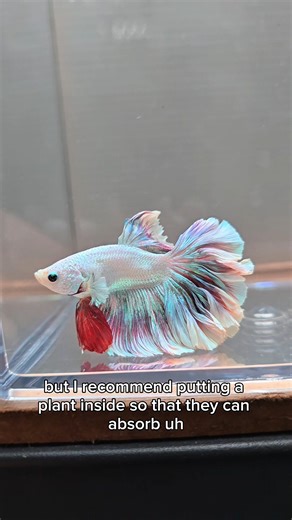 Fish Tails 🐟 on Instagram: "Basic Guide on Betta Care by Agnes & Leka 🐟✨ 1. Can Betta be in the same tank ? 2. Filter 3. Feeding 4. Light 5. Tank Mates 6. What are the different types of Betta Fishes? 7. How to keep Betta happy? We hope you find this short guide helpful into preparing your betta fish home! ✨ Whatsapp Freshwater Group 💬: https://chat.whatsapp.com/CAM38IwHK80FYDNfE9lG5p ✨️Time to get a new fish buddy at Fish Tails Aquatic Studio! 🐟 https://g.co/kgs/Gvy5dHV"
