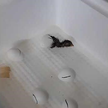 Georgia giant bobwhite quail hatching!