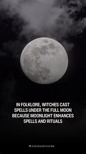 2.1K views · 29 reactions | In folklore (and in real life lol), witches cast spells under the full moon because moonlight enhances spells and rituals. #fullmoon #harvestmoon #witchyritual #crystalhealing | Naturalist's Guide | Facebook
