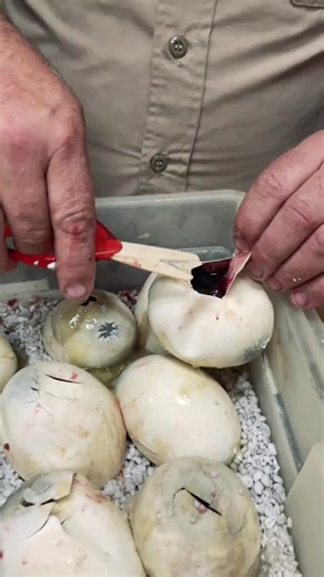 Exciting Snake Hatching Moments | Cute Baby Snakes