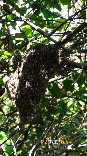 Survival Girl | Girl Survival