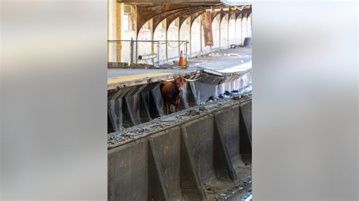 Ricardo the bull toy now on sale following real-life animal's NJ Transit escapades