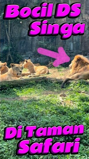 Bocil DS ngitung Singa di Taman Safari #comedy #minivlog #anakdesa #singa #tamansafari