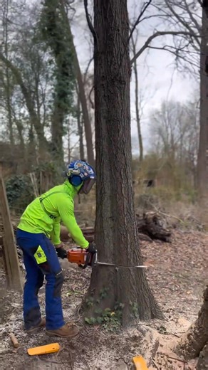 42K views · 318 reactions | Felling an oak tree with Stihl MS261C #fyp #stihl #tree #arborist #treework #cleaning #felling #treefelling #loggertok #dope-001-000 | Daily Cut | Facebook