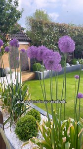 31K views · 185 reactions | List of plants below ⬇️ Gladiator Alliums Buxus Balls Tulips Pleached Red Robin Trees Standard Red Robin Trees Blue Grasses Hostas Nandinia Bamboo Phormiums Acers Cherry Blossom Tree SAVE this post for inspiration. Check out our full garden transformation in our story highlights. | house_proud_dads | Facebook