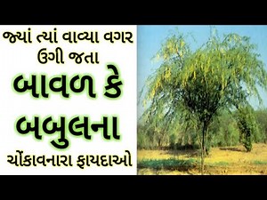બાવળ એટલે કે બબૂલના ચોંકાવનારા ફાયદાઓ- Benefits of Babool tree- Baval na fayda