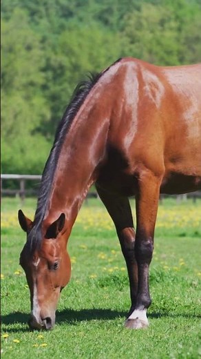Le CRI du CHEVAL, de la JUMENT ! #cheval #animals #ferme