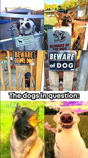 "Beware of the dog" 🗿
