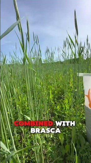 Forage Oats at your local ‪@tractorsupply‬