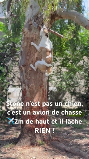 Record battu ! 🏆 Stone en mode apesanteur, 15 secondes de pure puissance. #funnydog #chien