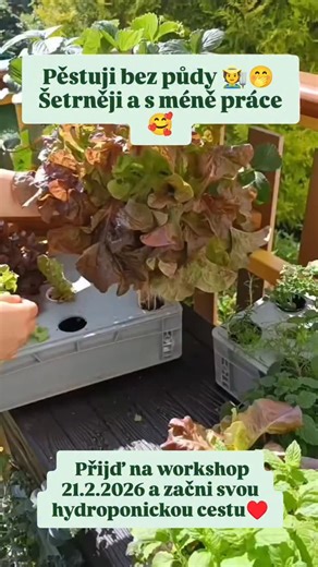 Hydroponistka on Instagram: "Bez substrátů, jenom ve vodě.🧑‍🌾 To je hydroponie. Má kupu způsobů, já si vybrala ten nejjednodušší a technicky nejméně náročný. Hnojiva můžeš použít jaká koliv veganská, minerální nebo něco napůl biomineralní. Každé má svoje pro a proti. Super způsob pěstování hlavně pro ty, kteří normálně nemají čas trávit každý den zaléváním. Tyto rostliny mají zásobu na dlouho dopředu takže pohoda ☺️ V létě když jedu pryč vydrží klidně i 2 týdny bez mého dozoru a v zimě klidně 