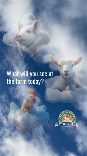 ☁️✨ Pigs in the sky? Chickens doing loop-de-loops? Goats floating by? Only at Green Meadows Farm at Lancaster Ranch Park! Come see the farm — and the clouds — in a whole new way. #GreenMeadowsFarm #FarmFun #CloudAnimals #SkyArt #FarmLife #FamilyFun #AnimalLovers #OutdoorFun #FarmAdventures #KidsLoveTheFarm #NatureIsFun #GreenMeadowsFarmKissimmee #KissimmeeEvents | Green Meadows Petting Farm | Facebook