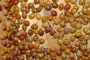 “Inside-outside” insects are showing up in homes now