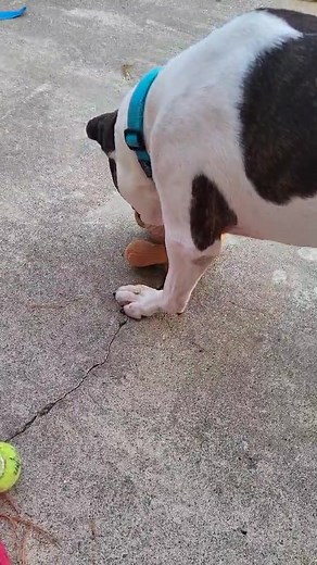 Tina having some playtime with the other dogs and her stuffy! She's available for adoption! | Oromocto and Area SPCA