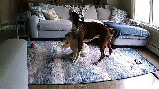 This boxer saved his French bulldog buddy during a seizure! Caught on the home security cam while their owner was away, Reggie kept Yogi alive until help arrived. 🐶⛑️ #animalkind | USA TODAY