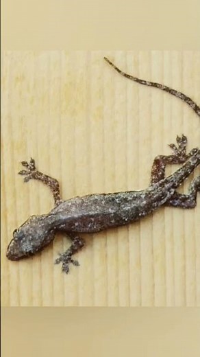 lizard||lizard on wall||lizard life cycle||gk||chipkali